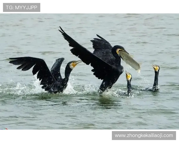 K8捕鱼技巧大全帮助新手快速上手高效捕鱼的实用经验